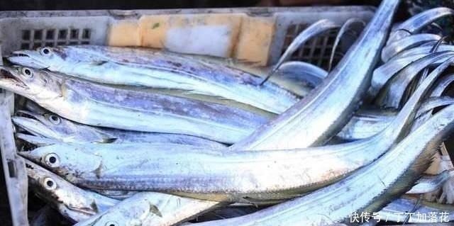买带鱼别管大小,认准这4种买准没错,肉质厚嫩鲜美,保证新鲜