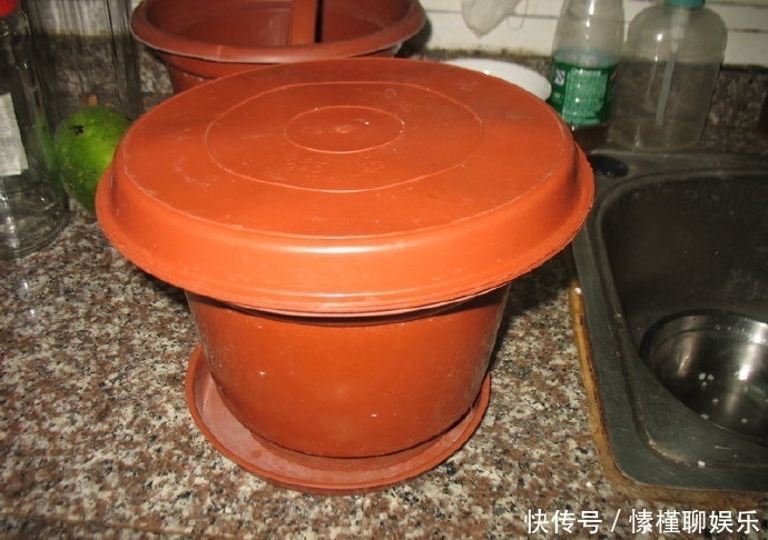 生菜|现在开始,花盆里养上“3种菜”,整个冬天“吃火锅”随便摘