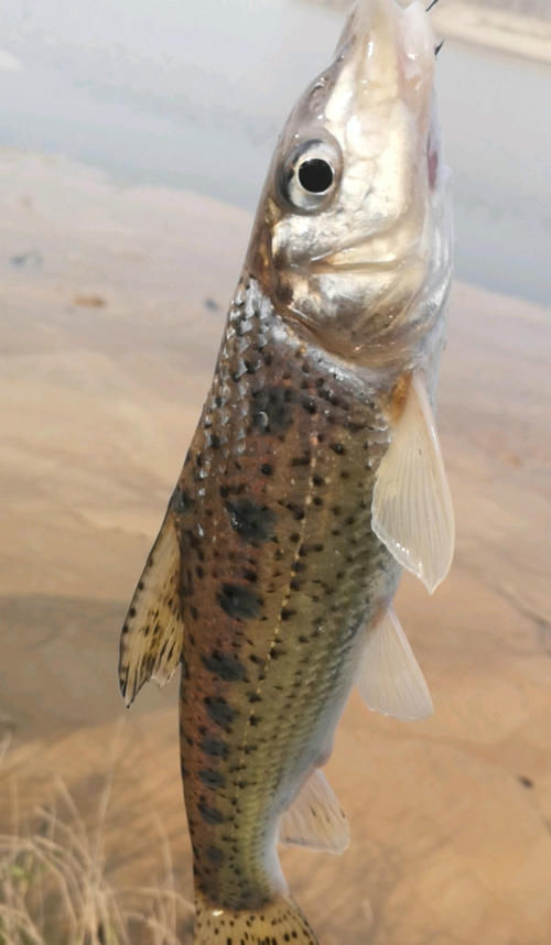 广东清远钓鱼人，水库大坝下钓起许多“老鼠鱼”来，这是什么鱼？