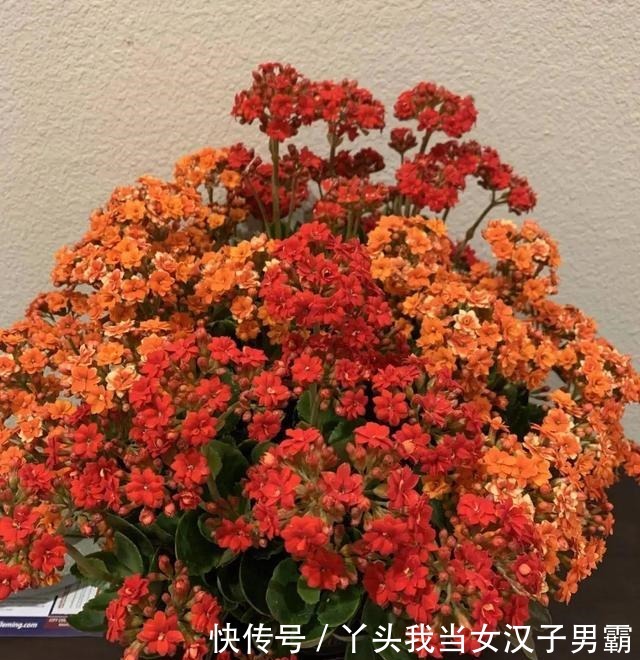 6种花净化空气效果好，放卧室特养人，睡得还香！