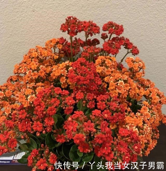 6种花净化空气效果好,放卧室特养人,睡得还香!