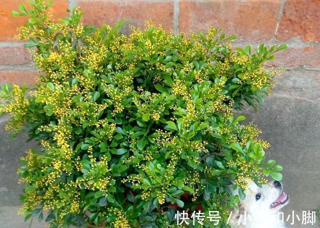 9种“健康花”,能吃能泡茶,客厅养一盆,清洁空气,吉利大气