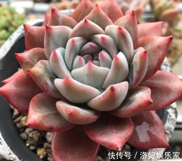 娇嫩|学会判断多肉植物土壤的干湿程度,多肉不娇嫩,养10年不烂根