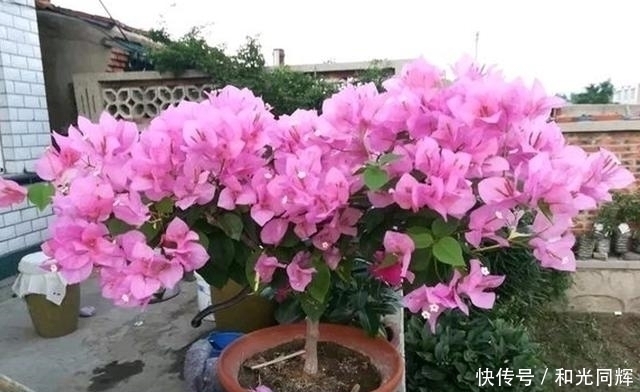 修剪|这“3种”花就是欠收拾,剪得越狠,开花越勤,越容易开爆