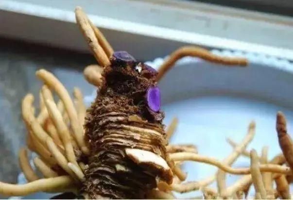 水里|1粒小药片,碾碎丢水里,花像吃了兴奋剂疯长