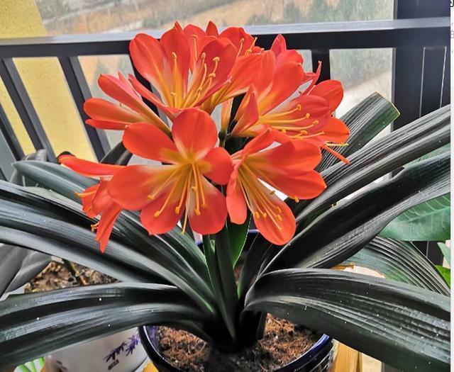 花盆|养花盆土干硬,一种营养水浇进去,10分钟变松散,好用