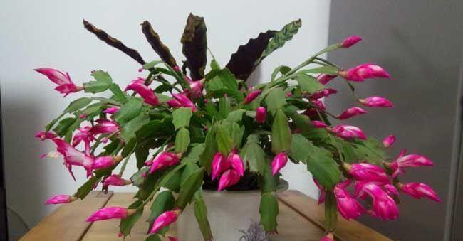 扦插|冬天扦插繁殖这九种绿植,特别容易成活,来年看花团锦簇