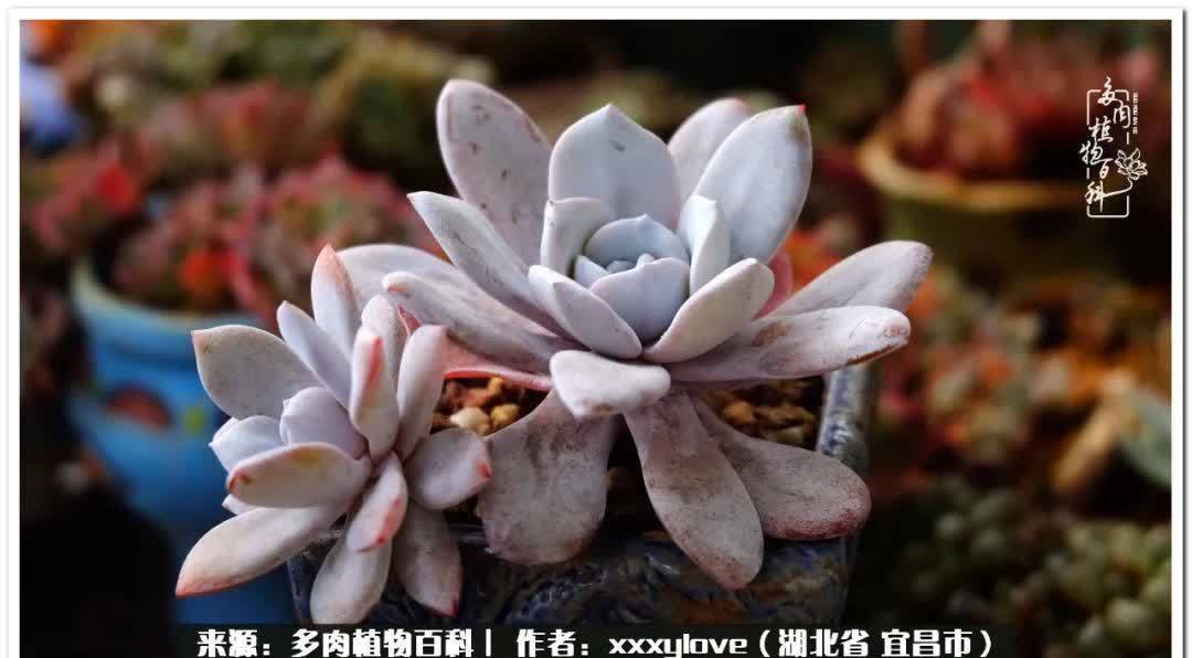 时光匆匆,一闪而逝,这世间万物的美,都值得被记录!