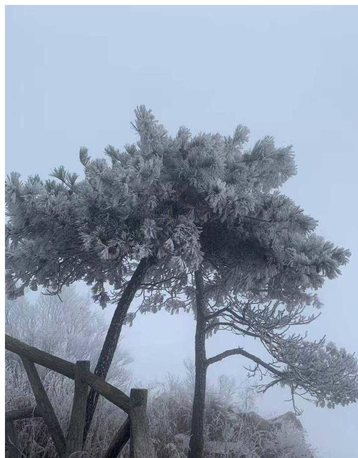 美景|情报站｜下雪啦！山东雪后各地的美景您知道什么样吗？