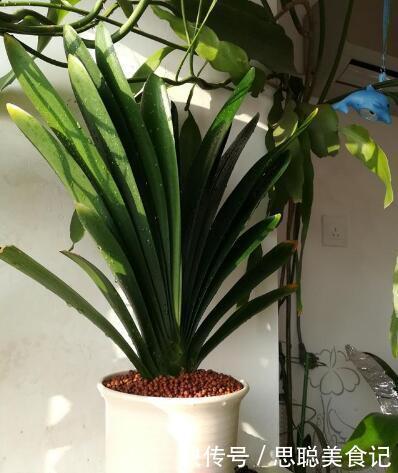 君子兰是多晒好，还是少晒好？很多人弄反了，难怪黄叶不开花