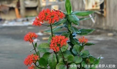 长寿花|夏季长寿花黑腐现象严重，“反着”来养，养出更多侧芽更容易爆盆