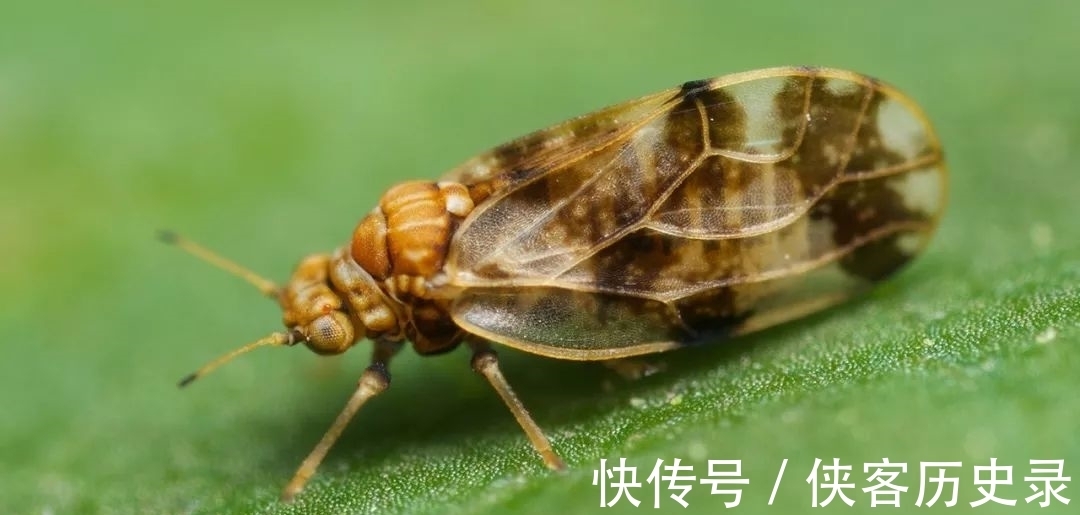 入药|一种植物甚至可以将人逼到自杀，它究竟是什么植物？