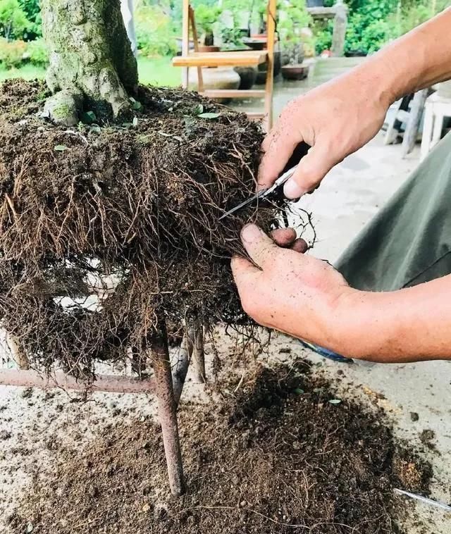 养盆景不能急于求成,遵循循序渐进的过程,这6点切忌不要触碰