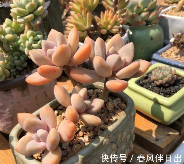 入秋以后,给多肉植物浇水有讲究,掌握4个要点,叶片肥厚上色美