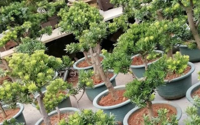 有价值、名贵的“2种树”，养1年变成“盆景树”，冬季也耐寒！