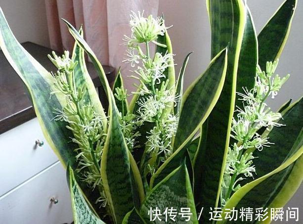 虎皮兰不见长,学会5个小技巧,轻松长1-2米高,快来瞧瞧吧