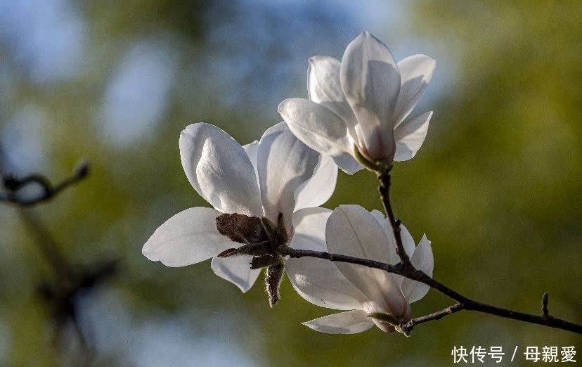 玉兰春意笑蓝天