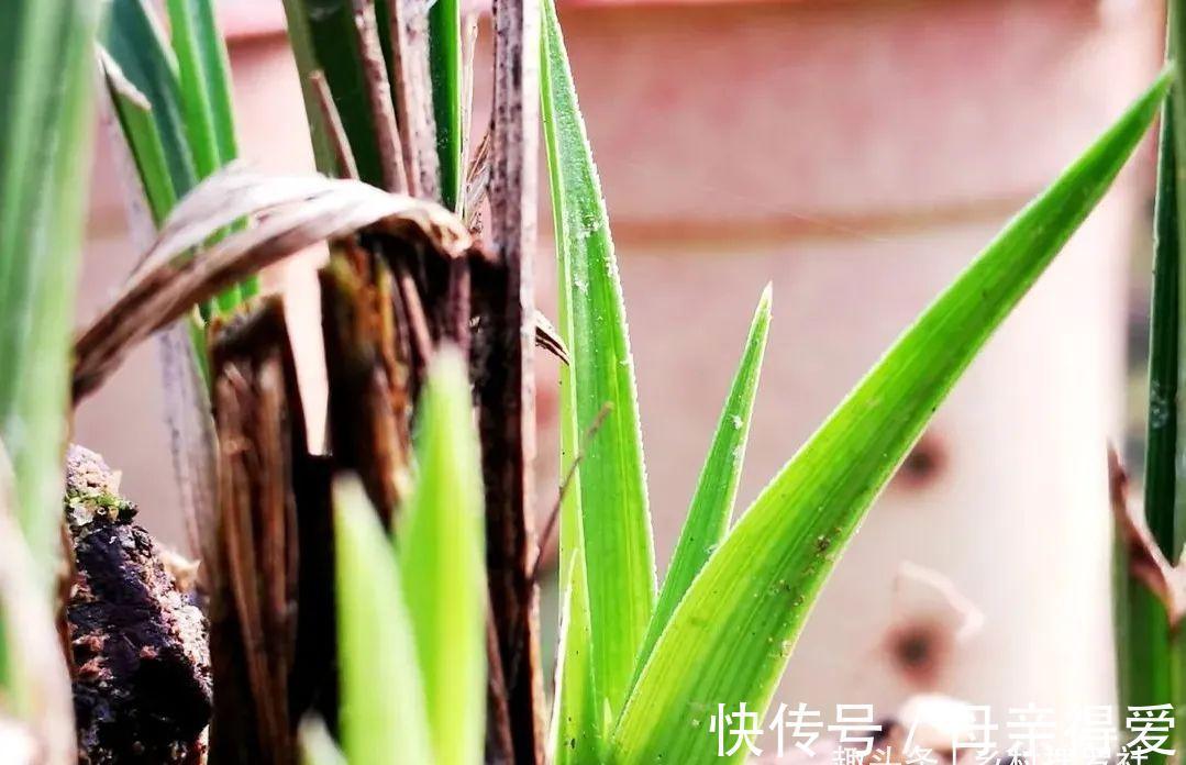 冬季兰花怎么服盆？这两个细节不要做错，来年新芽生长更壮实