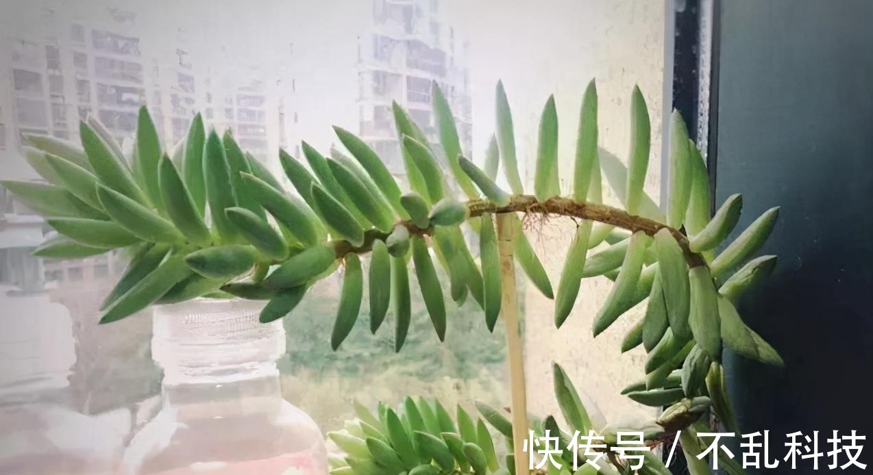 多肉|冬天养多肉,3个“不小心”,个个“徒成狗”?砍头才是硬道理