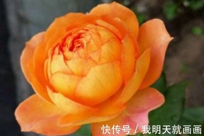 最适合新手养的4种花,花期长花量大,一盆千百朵,枝头花苞满