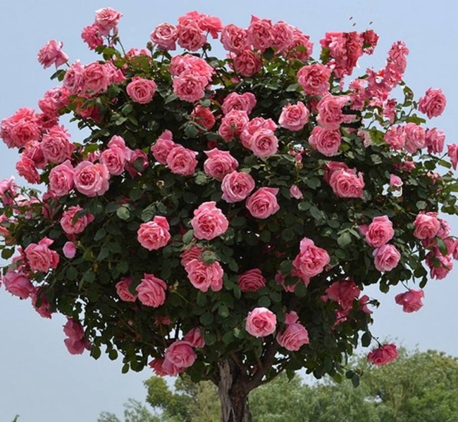 有钱没钱养“它”，比蔷薇花艳，比玫瑰好养，花开上百朵，开90天