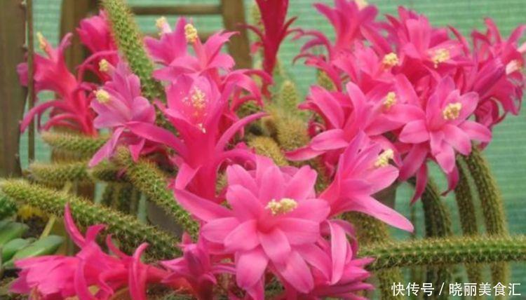 植株|4种花养了就爆盆,好养易活开花漂亮,越养越喜欢