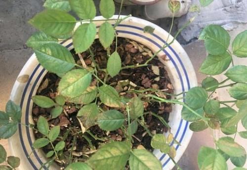 养花担心土里“藏”虫，就先学会这几招，给它们消消毒