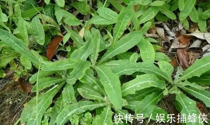 野菜|农村随处可见的一种“野菜”，老一辈都吃过，可如今却少人识