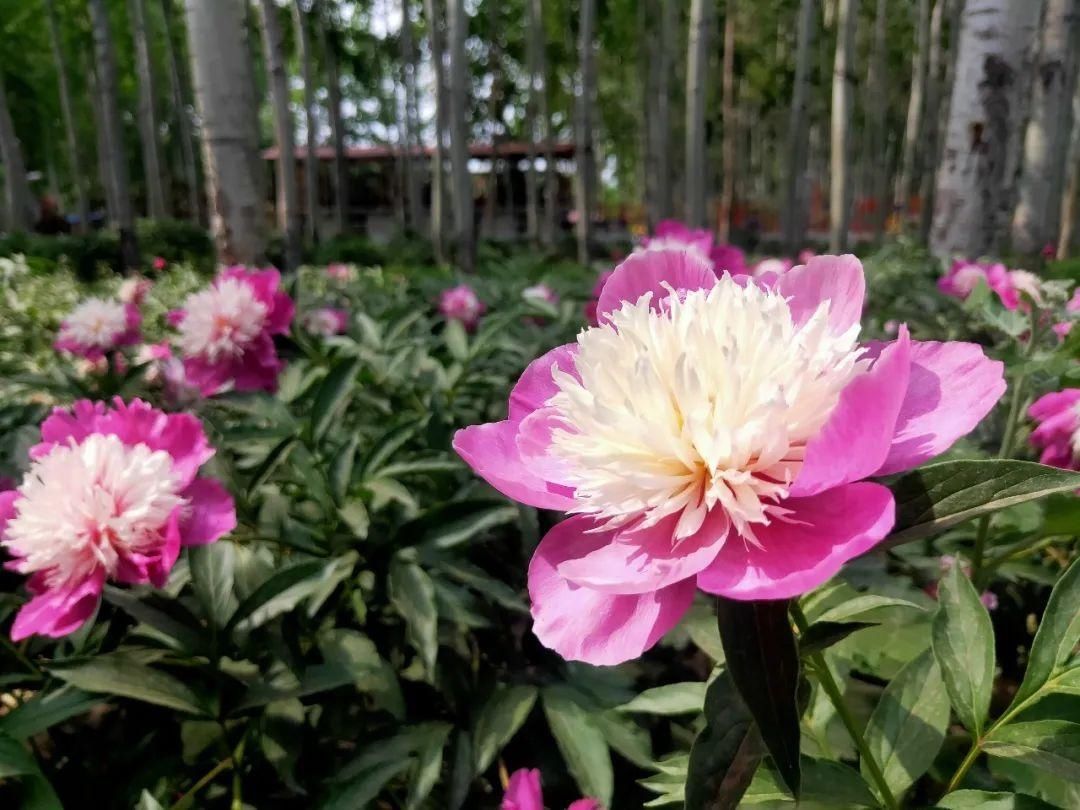 打卡|初夏打卡地，顺义仁和公园芍药迎来盛花期