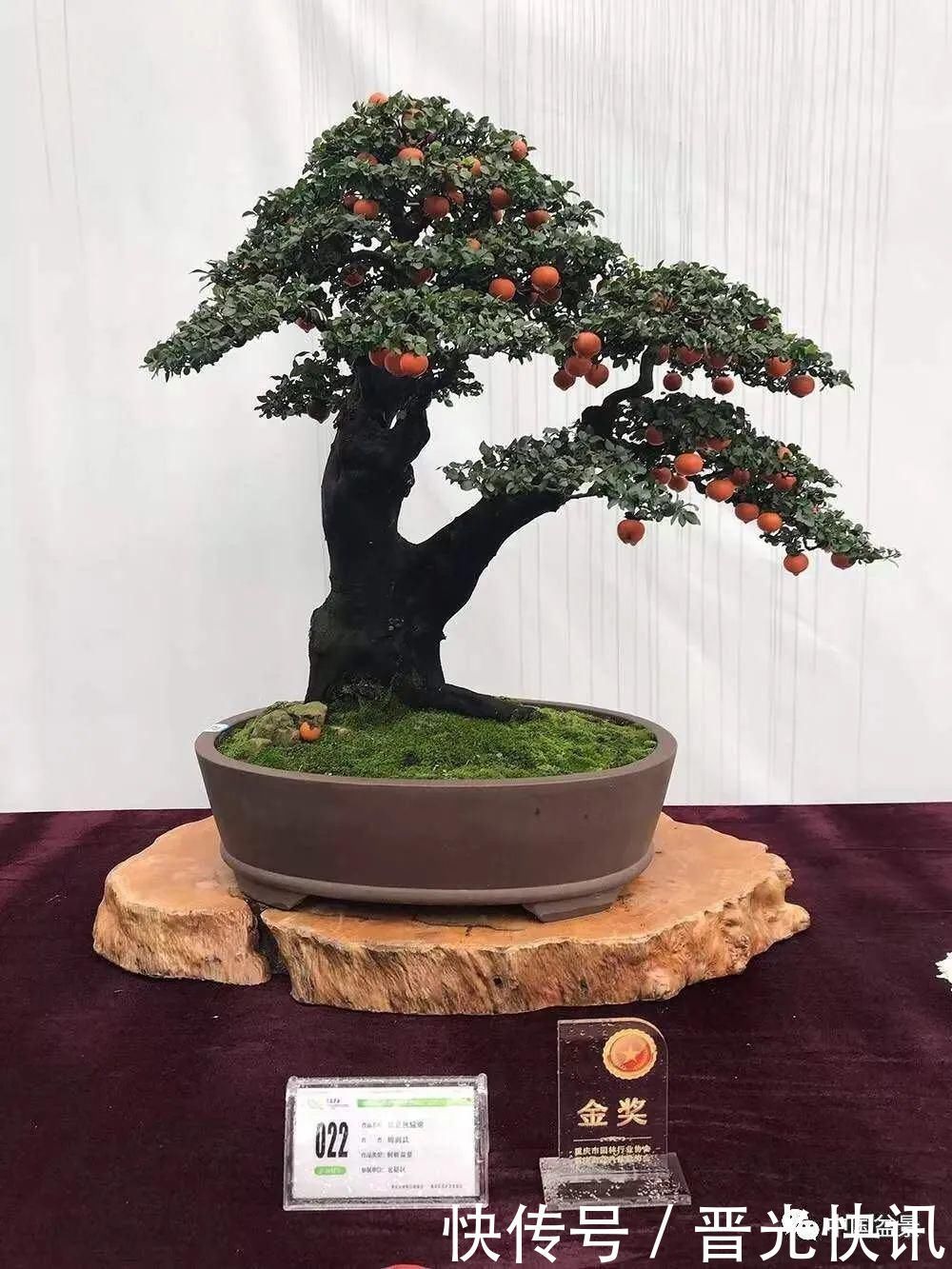 这两种盆景能当传家宝,被爱好者当“心头肉”