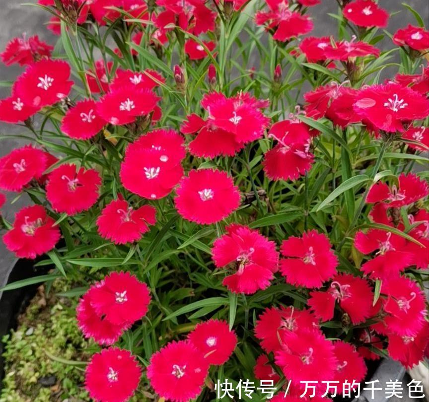 牡丹吊兰|4种“漂亮花”，生性泼辣，沾土就成活，一养就上瘾