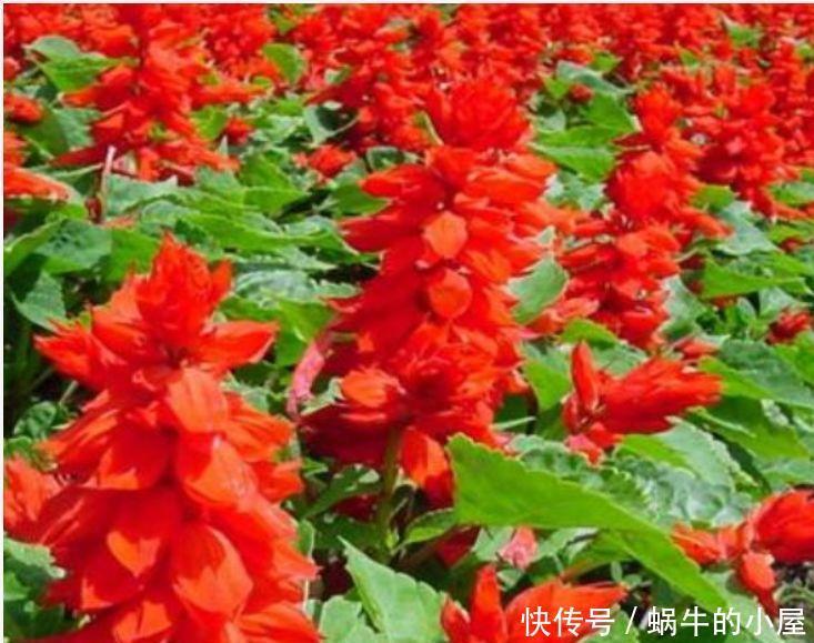 美爆阳台的“4种花”,好养易活,成就感满满,花美心情好!