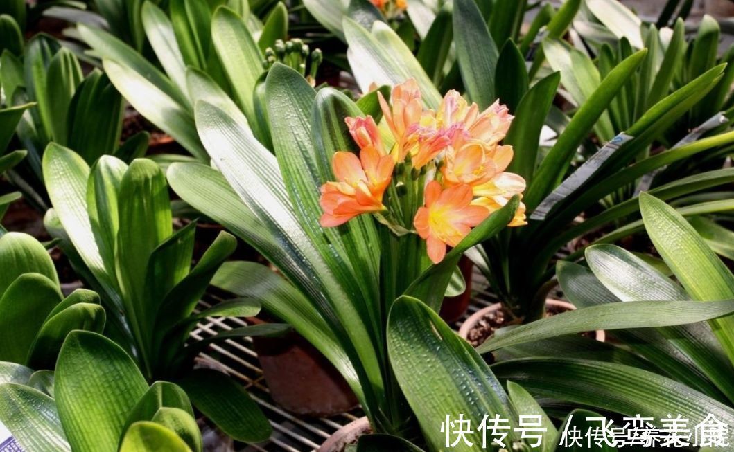 养君子兰，掌握4个养护“技巧”，根系粗壮，叶子油绿光亮