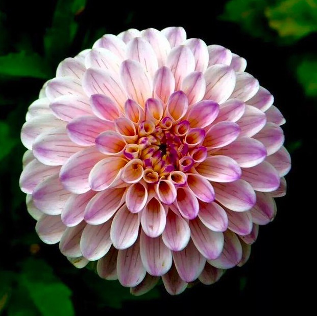 此花可以与牡丹媲美,但却更好养,不少女生看上一眼便喜欢