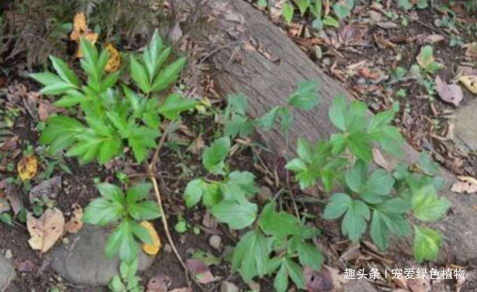 长寿草|人称“长寿草”,能“解毒,降三高”,家里种1盆,常吃身体好!