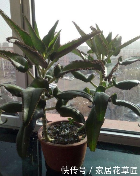 上班族|没时间养花？不如栽上此3种植物，半月不浇水，都不用操心