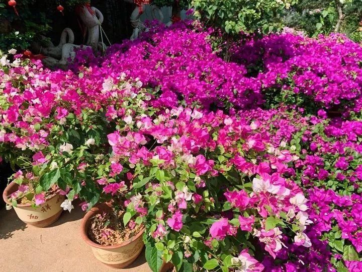 竹芋|11月,千万别买这种花,养不活惹一肚子气