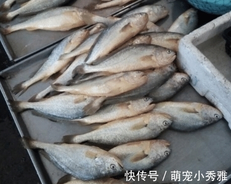 买鱼的时候,碰到这几种鱼赶快买,个头虽小,却营养十足!
