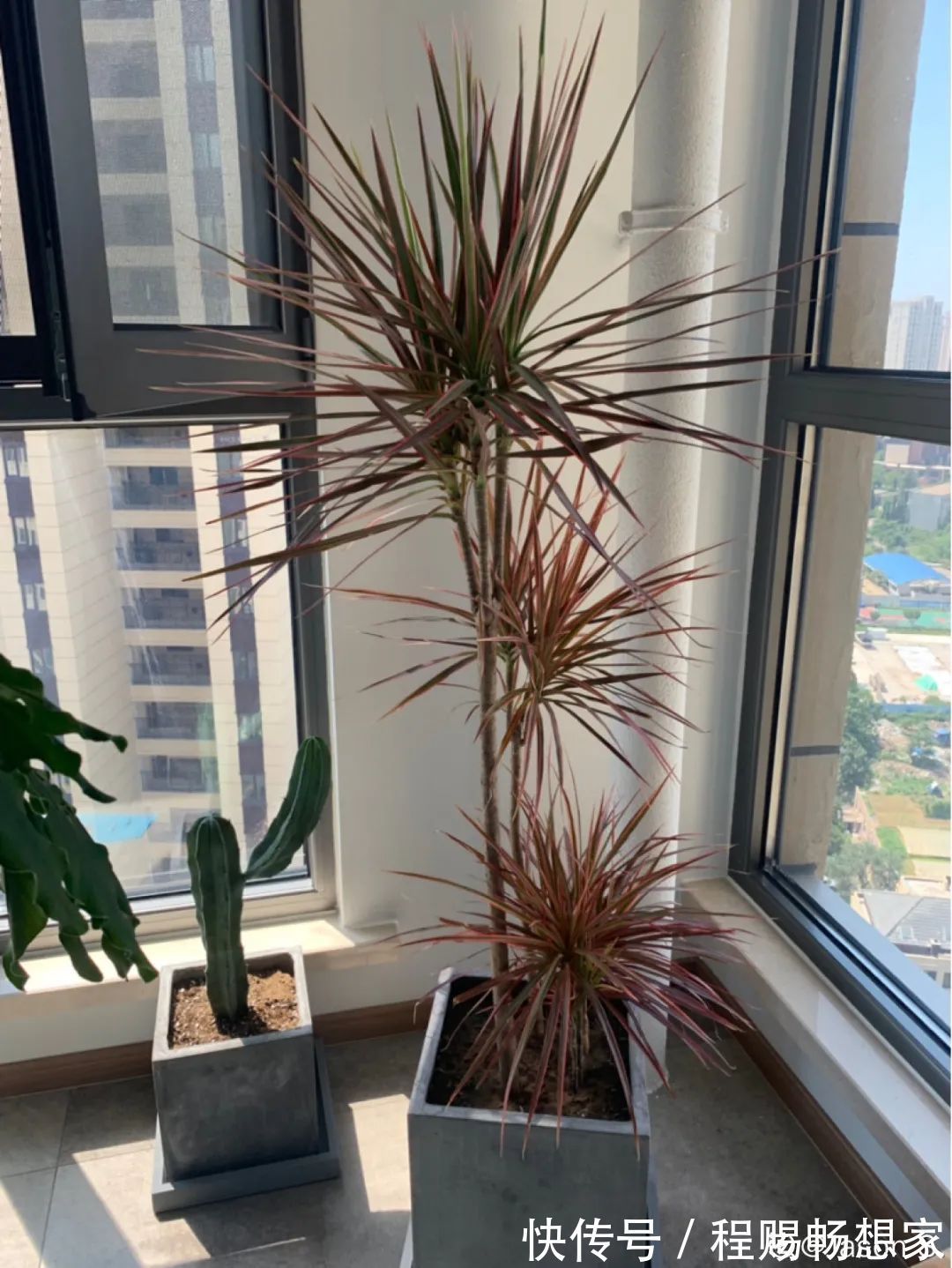 养花6种“丑八怪”，放在家里能镇宅，养的越久越气派