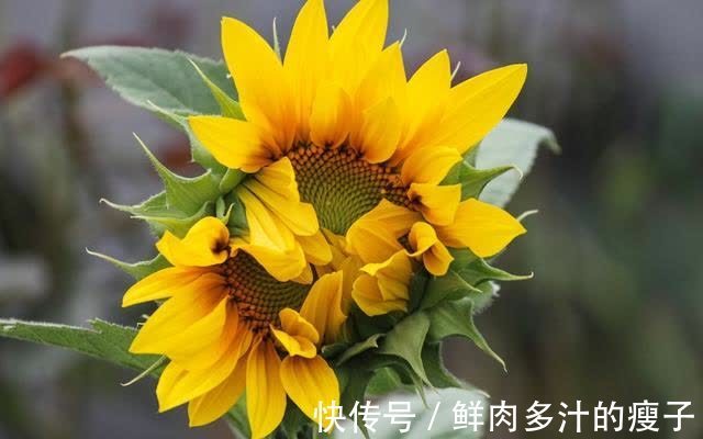 巨蟹座|情路艰辛，难舍旧爱，再续前缘，未来无忧无虑