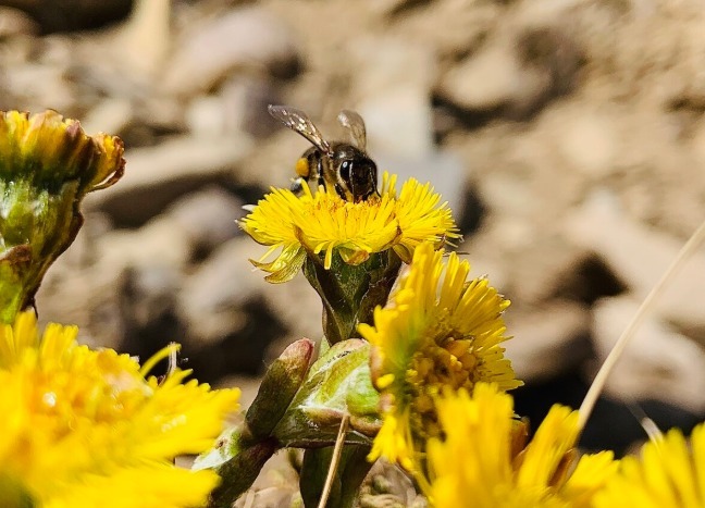 中药|有一味中药是咳痰良药，润肺降逆，咳嗽新久、寒热、虚实均可用
