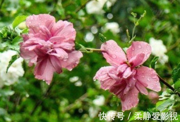 鸡肉花|乡下房屋后常见的鸡肉花,被称为妇女之友,女人常吃有好处