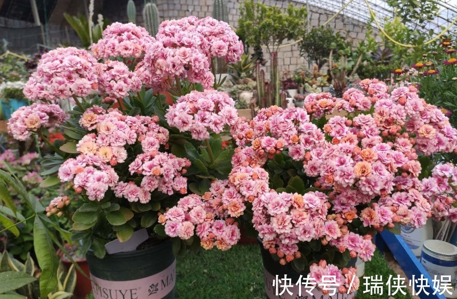 长寿花有“三怕”，新手一定要避免，合理养护才能爆盆开花