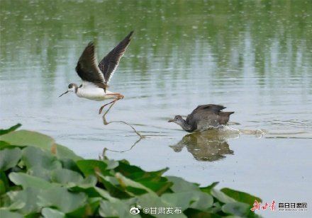 大长腿|速速围观！陇南市西和县晚霞湖飞来大长腿鹬鸟