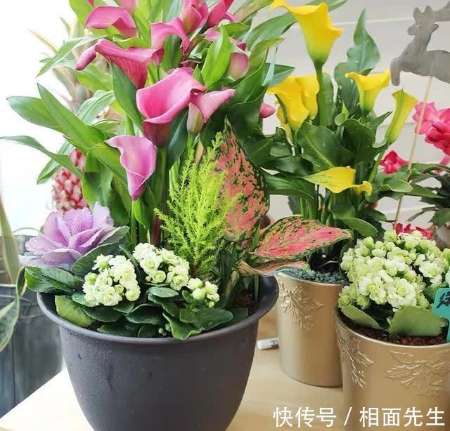 春天养彩色马蹄莲,记住这5个要点,开花多到爆,美得移不开眼