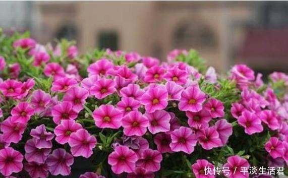 什么花适合养在家里,漂亮而且还不容易死老花农的2个答案!