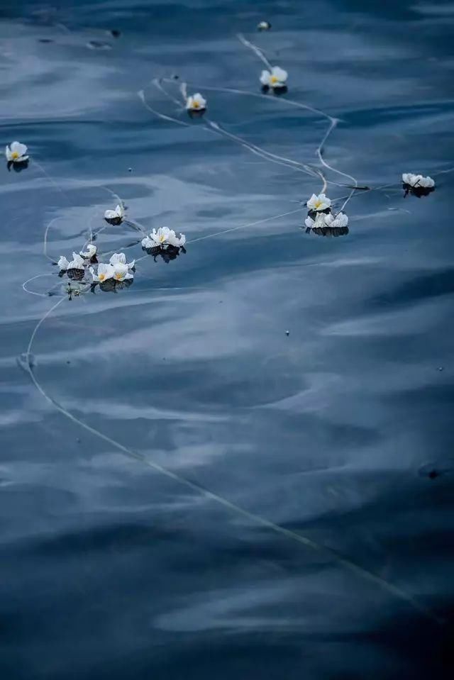 海藻花|泸沽湖的“水性杨花”美爆了，这是心动的感觉