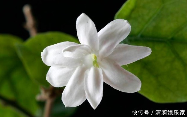 花芽|茉莉花的修剪时间特别重要,剪错了,植株开花少,很难再开爆