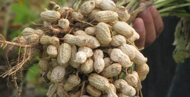 秋季|秋季进补，建议多吃这些特色食品，营养美味又便宜，你吃过几样