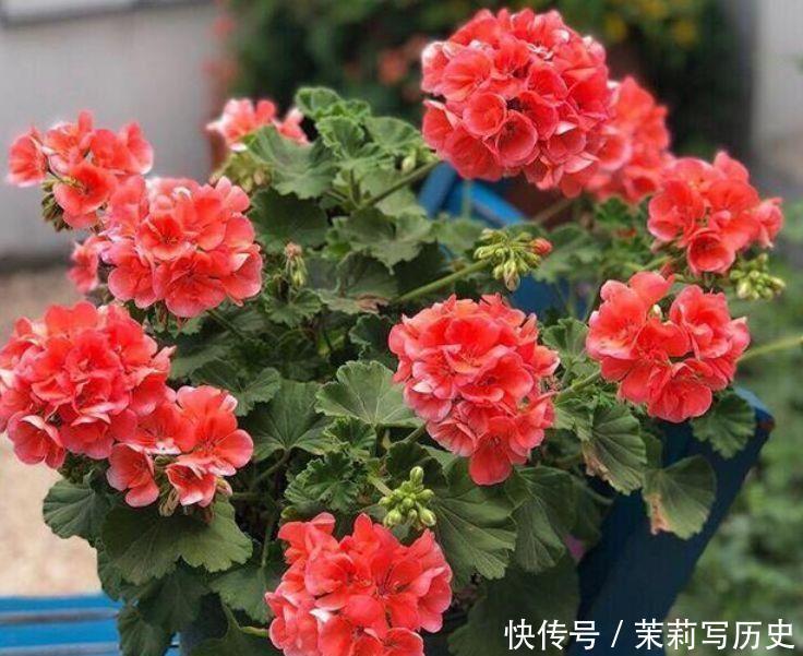 花期超长的几款花卉，从年初开到年尾，还特漂亮